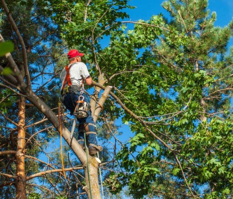 Arborist vs. Tree Service: What’s the Difference and Who Should You Call?