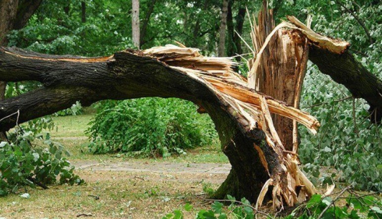 How to Inspect Trees After a Storm